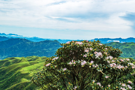 Azaleas and alpine meadows  in  Jilongding, Yangchun City, Yangjiang City, Guangdong Provinceの写真素材