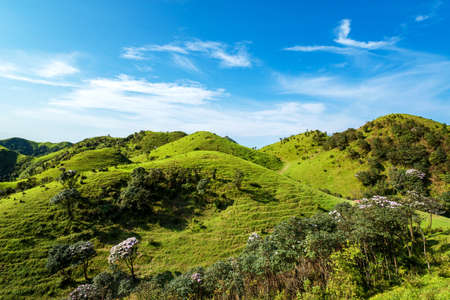 Azalea shrubs and alpine meadows under blue sky in  Jilongding, Yangchun City, Yangjiang City, Guangdong Provinceの写真素材