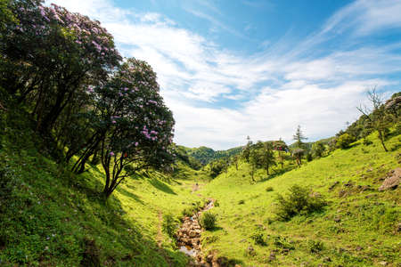 Valley grassland and rhododendron forest under blue sky in Jilongding, Yangchun City, Yangjiang City, Guangdong Provinceの写真素材