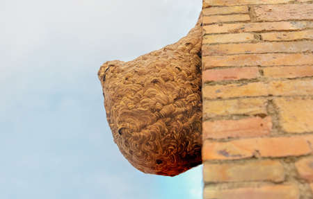 A horse honeycomb built on a red brick wallの写真素材