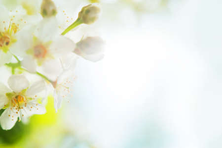 Blurred natural background with fresh leaves, white cherry flowers and bokeh. White background with solar flare, leaves and white spring flowers close-up.の写真素材