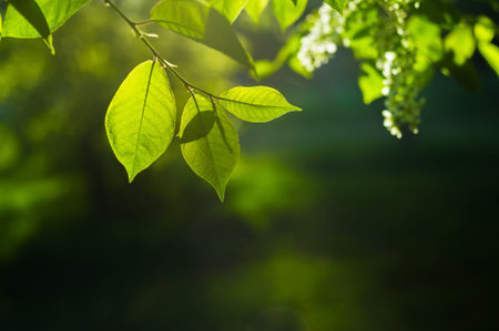 Blurred natural background with fresh leaves, white cherry flowers and bokeh. Frame of leaves, sun...