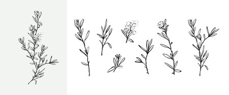 Rosemary set of vintage vector hand drawings, plant branch with small leaves, line doodle drawing of herb. Collection of botanical design elements.のイラスト素材