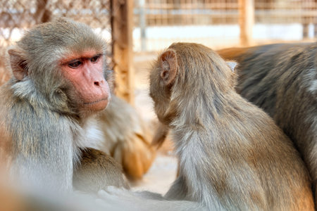 Two monkeys are sitting in a sunny day at Savar Mini Zoo