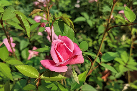 Beautiful Pink rose flower has Bloomed in roses gardenの写真素材