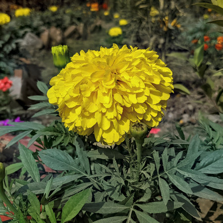Yellow marigold flower in the Garden, marigold flower in bloomの写真素材