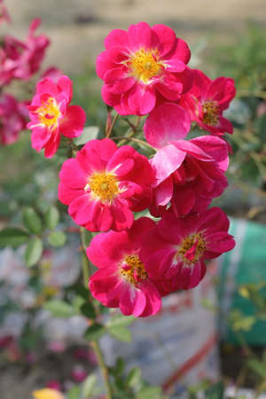 Beautiful Pink lovely roses in the garden. Closeup of pink rose.の写真素材