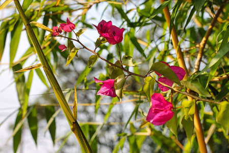 Selective focus shot of Beautiful decorative pink Bougainvillea with green and dry leaves close up shot in the green blurry backgroundの写真素材