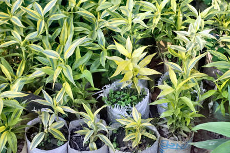 Beautiful Green Dracaena Reflexa plants are growing at gardenの写真素材