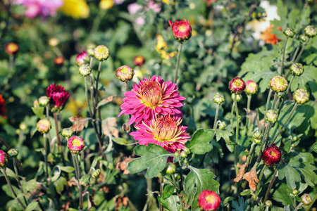 Selective focus shot of pink and yellow Zinnia flowers in a fieldの写真素材