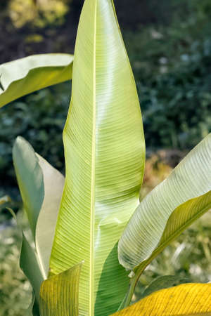 green Banana leaf in nature with daylightの写真素材
