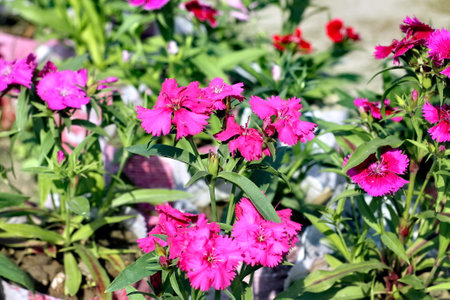 selective focus shot of Beautiful blooming Purple Dianthus barbatus flowers in the garden. Many bright flowers.の写真素材