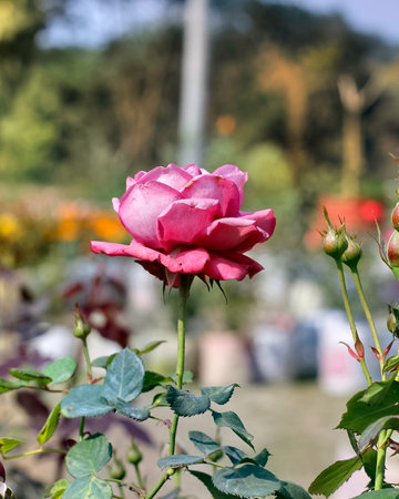 Beautiful Pink rose flower in the garden under the sunlight with a blurry backgroundの写真素材