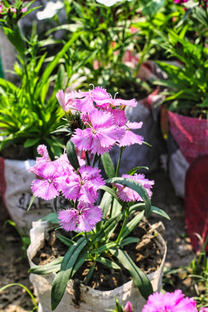 Selective focus shot of pink and White Dianthus flower (Dianthus chinensis) blooming in garden