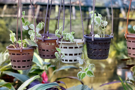 Plants in hanging pots. Hanging flower pots with green plants. Eco natural trendy styleの写真素材