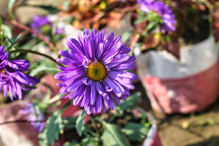Selective focus shot of a beautiful purple aster flowerの写真素材