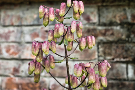 selective focus of the fruits of a particular species of plant hang from the plantの写真素材