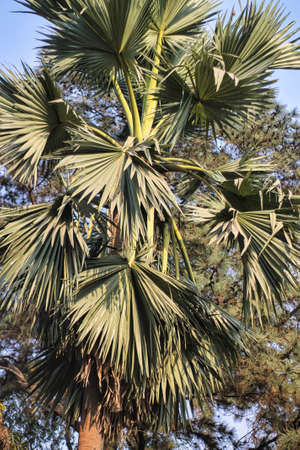 Close up from top of a palm tree. Beautiful spreading palm tree.の写真素材