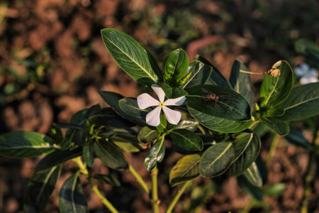 There is an insect sitting on the leaves of a White Periwinkle flowerの写真素材
