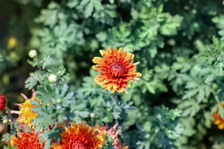 Selective focus of Beautiful yellow and red flowers and buds of a blooming plant in gardenの写真素材