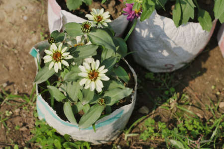Beautiful White flowers and buds of a blooming plant in a potの写真素材