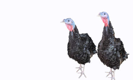 Two turkey bird isolated on the white backgroundの写真素材