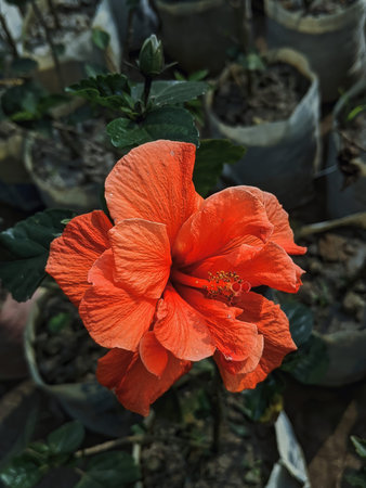 Beautiful Red hibiscus flower blooming in the garden