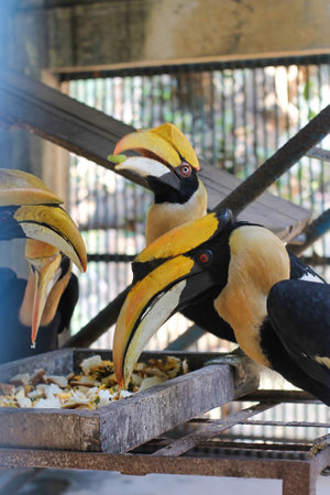 A selective focus shot of great hornbill birds are eating together at Zooの写真素材