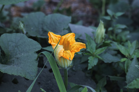 Bright yellow Pumpkin (Cucurbita pepo) flower. Close up.の写真素材