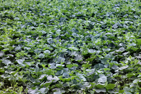 A field of growing Pumpkin plants in the field. Background texture of green plant agriculture field.の写真素材