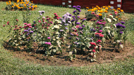Last autumn flowers of different colors and varieties bloom in the garden.の写真素材