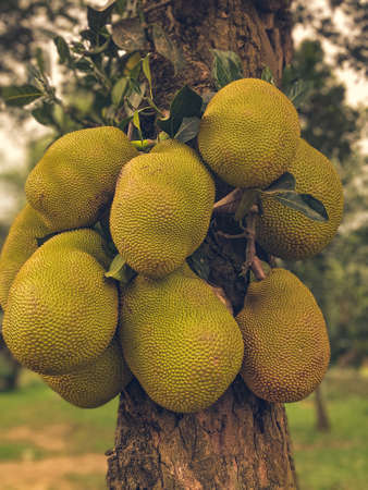 Fresh green Jackfruit hanging on brunch tree in the garden. Jackfruit on tree with blurry background. Close up, select focus with shallow depth of field.の写真素材