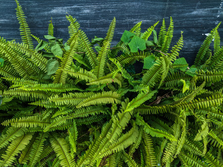 Beautiful ferns leaves green foliage natural floral fern background. A fern (Nephrolepis exaltata) is a member of a group of vascular plants that reproduce via spores and have neither seeds nor flowers.の写真素材