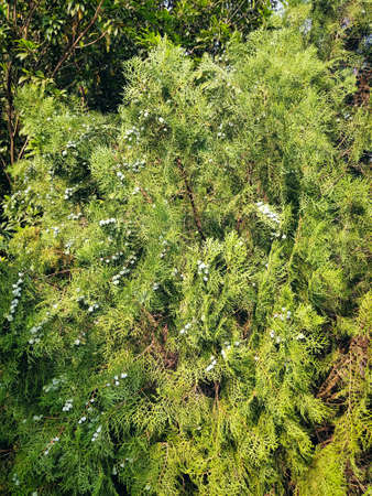 Cypress Tree branch closeup image on sunny day. Conifer seeds of cypress on green background. Cypress with seeds, decorative evergreen conifer tree.の写真素材