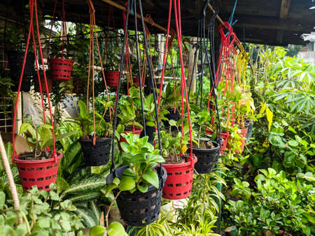 Live plants hanging in plastic pots in nursery garden. Sale of plants, trees and flowers. Variety of plants, trees and flowers.の写真素材