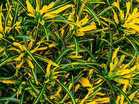 Leafy tropical plant with green and yellow foliage. Natural floral photo background. yellow and green leaves for background and wallpaper.の写真素材