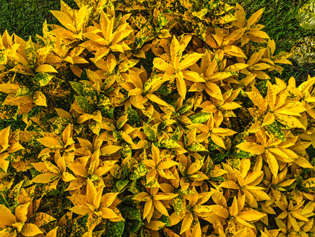 Leafy tropical plant with green and yellow foliage. Natural floral photo background. yellow and...