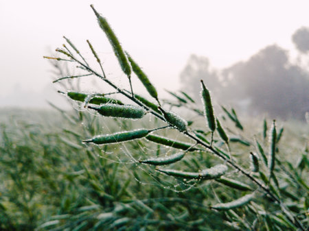 Drops of morning dew on a stem of crops against a background of abundant green vegetation.の写真素材