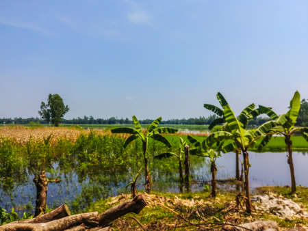 There are some banana trees and some wood next to the water-filled grain fieldsの写真素材