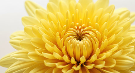 Close up of a vibrant yellow chrysanthemum flower showing its intricate petal arrangement bloomの素材