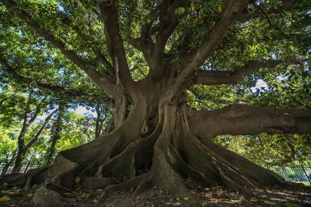 Giant Rubber Tree in Buenos airesの写真素材