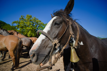 Equine portrait of brown horse at midday.の写真素材