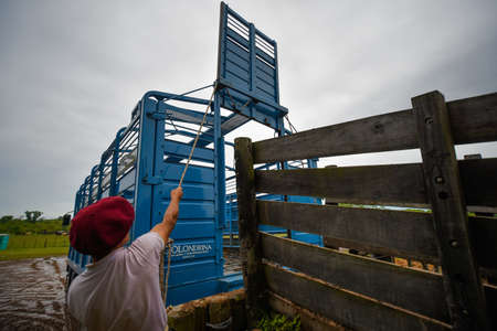 San Antonio de Areco, Argentina - Nov 13, 2016: A gaucho cowboy working with a horse box on November 13, 2016 in San Antonio De Areco, Argentina.のeditorial素材