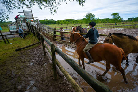 San Antonio de Areco, Argentina - Nov 13, 2016: A young gaucho cowboy riding a horse in a paddock on November 13, 2016 in San Antonio De Areco, Argentina.のeditorial素材