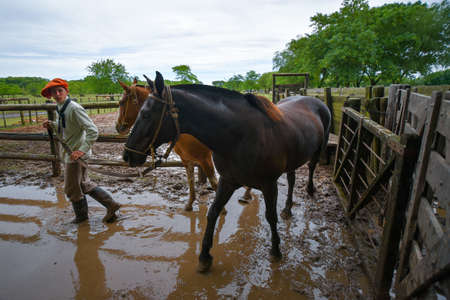 San Antonio de Areco, Argentina - Nov 13, 2016: A young gaucho cowboy leading a horse in a paddock on November 13, 2016 in San Antonio De Areco, Argentina.のeditorial素材