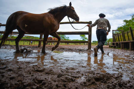 San Antonio de Areco, Argentina - Nov 13, 2016: A gaucho cowboy leading a horse in a paddock on November 13, 2016 in San Antonio De Areco, Argentina.のeditorial素材