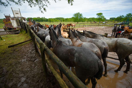 San Antonio de Areco, Argentina - Nov 13, 2016: Horses loading to a horse box on November 13, 2016 in San Antonio De Areco, Argentina.のeditorial素材