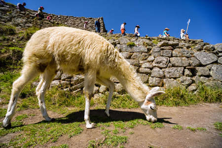 Llama grazes in the ancient city of Machu Picchu, Peru.の写真素材