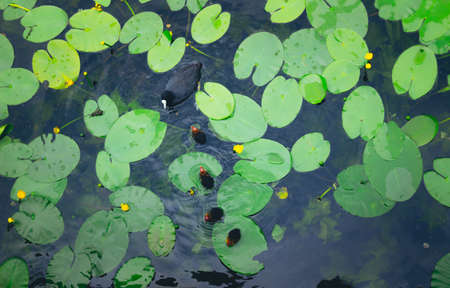 Groups of family ducks togetherの写真素材