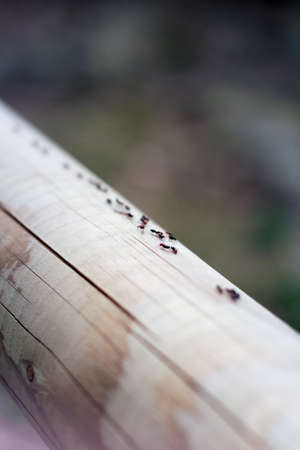 Groups of ants over a logの写真素材